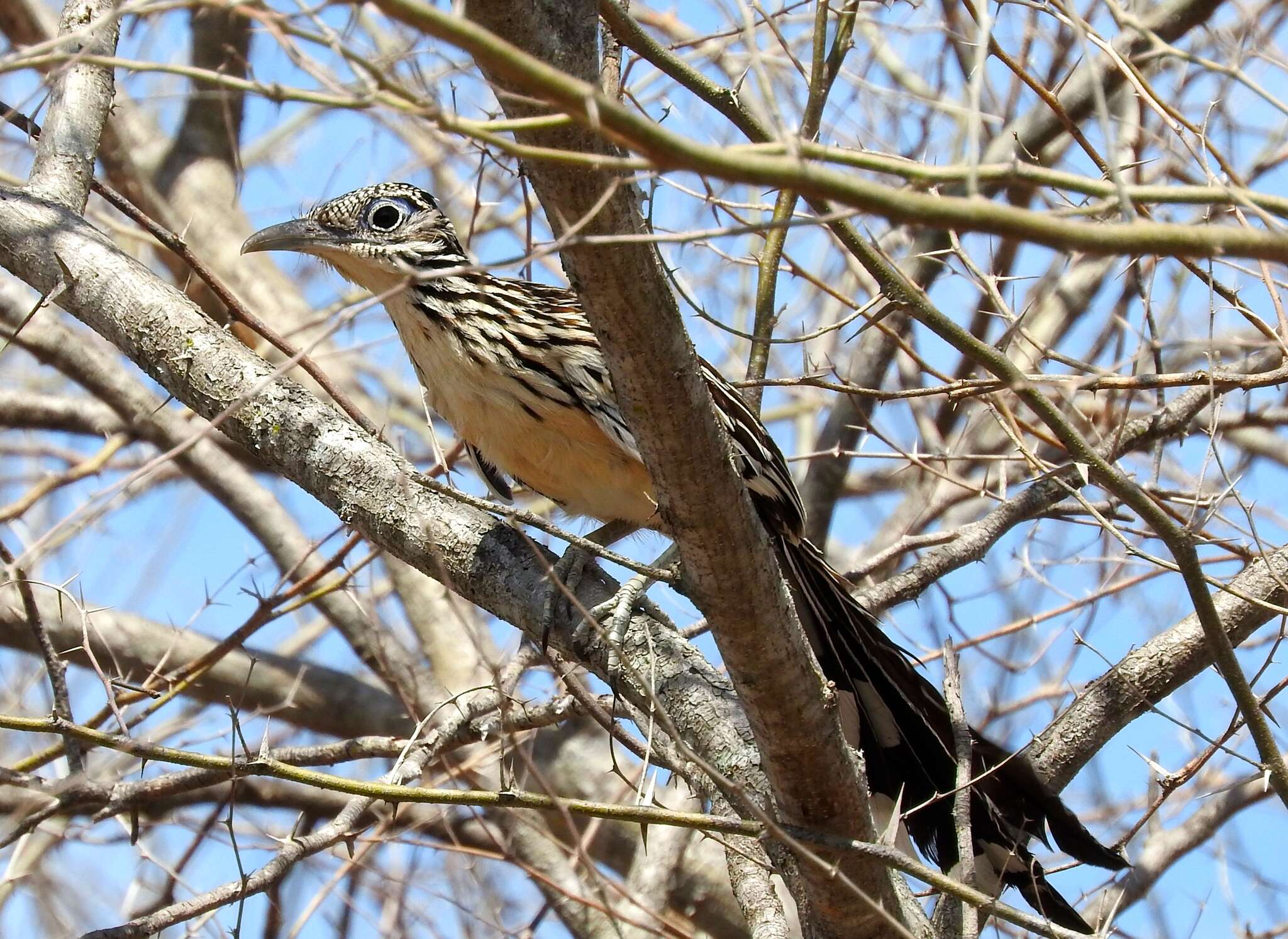 Image of Lesser Roadrunner