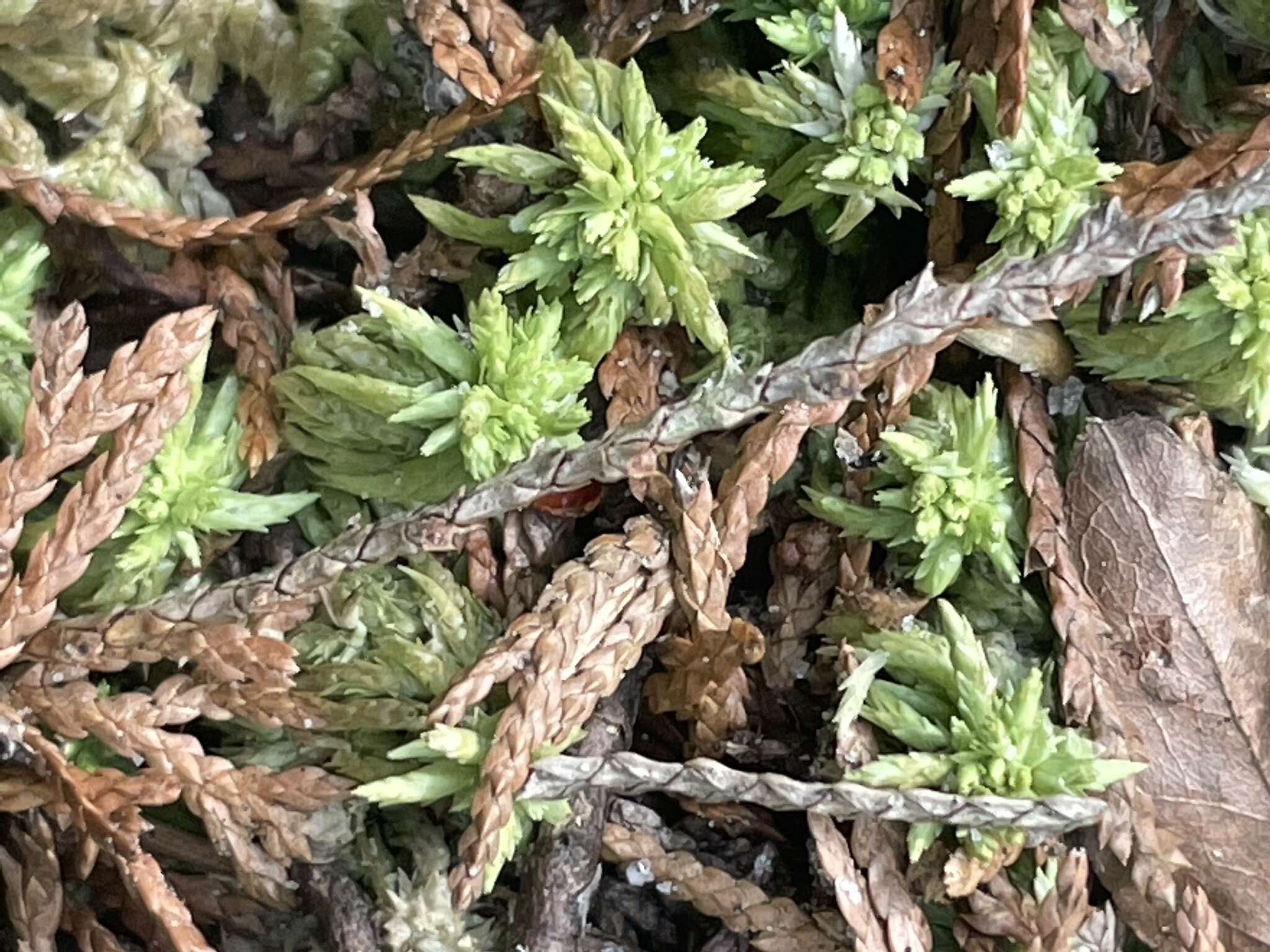 Sphagnum carolinianum Andrus 1983的圖片