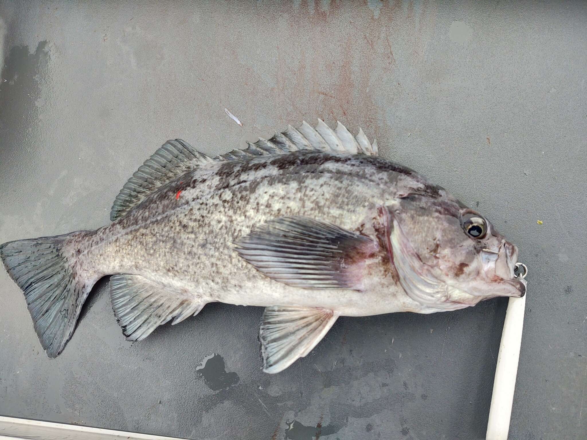 Image of Deacon rockfish