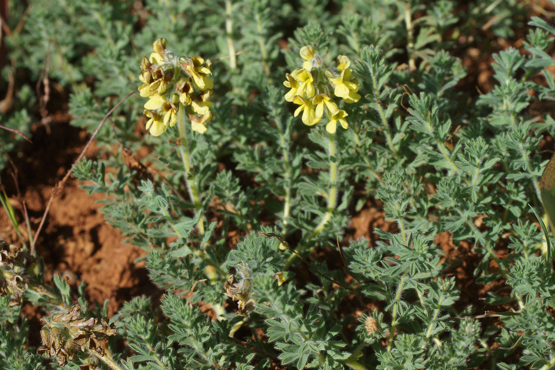 Plancia ëd Lotononis hirsuta (Thunb.) D. Dietr.