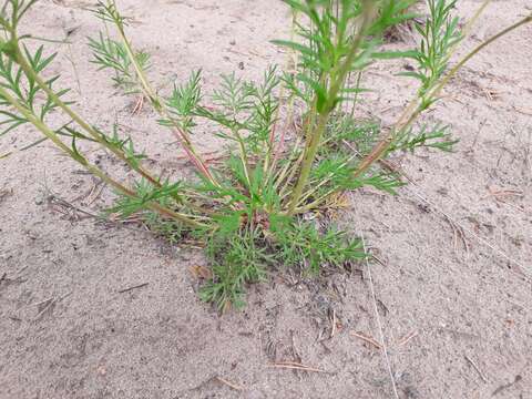 Image of Potentilla multifida L.