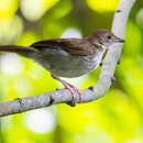 Image of Rufous-winged Illadopsis