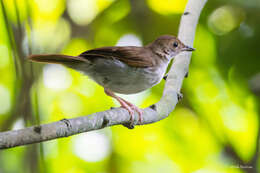 Image of Rufous-winged Illadopsis