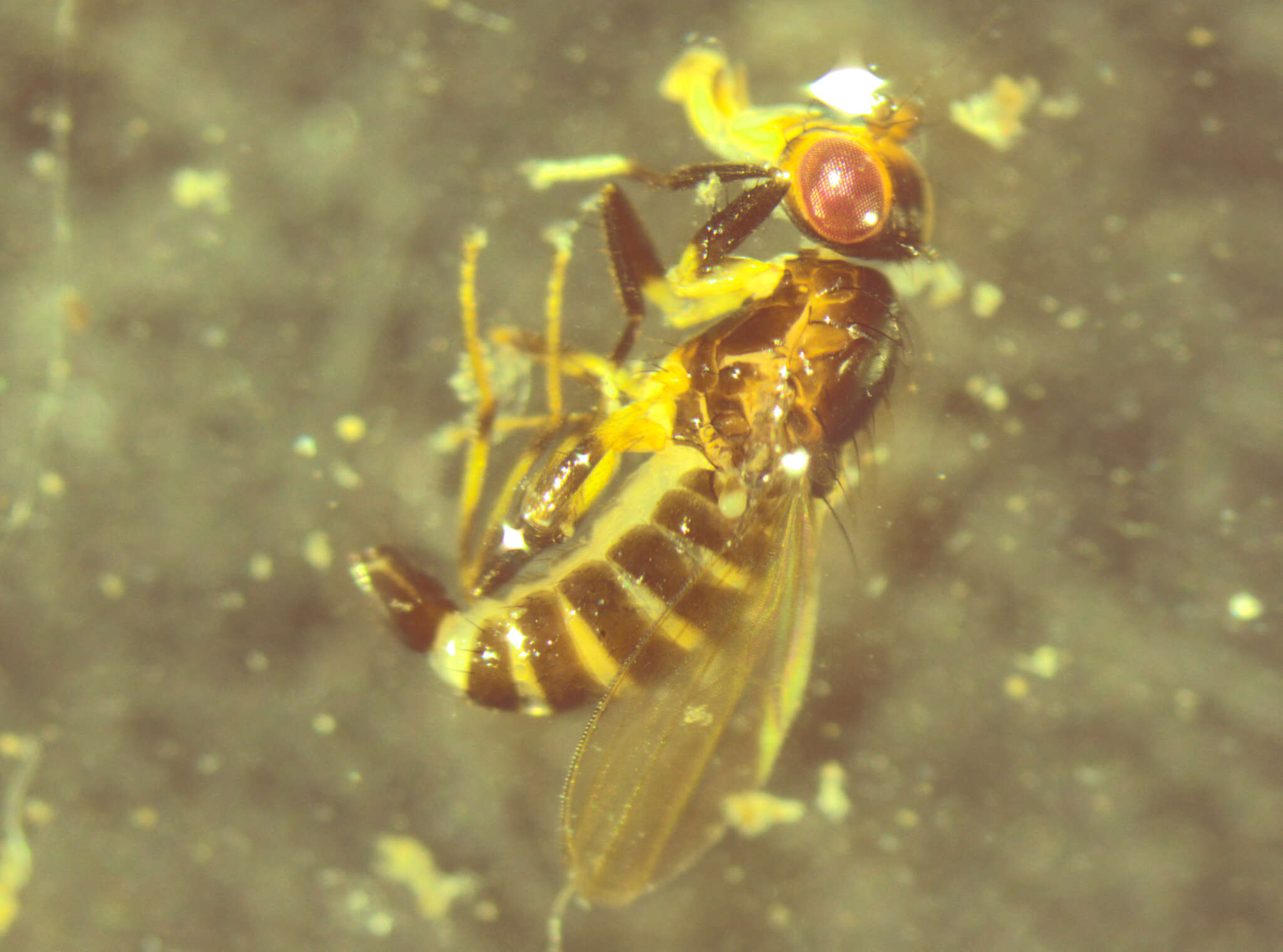 Sivun Pseudopomyza flavitarsis (Harrison 1959) kuva