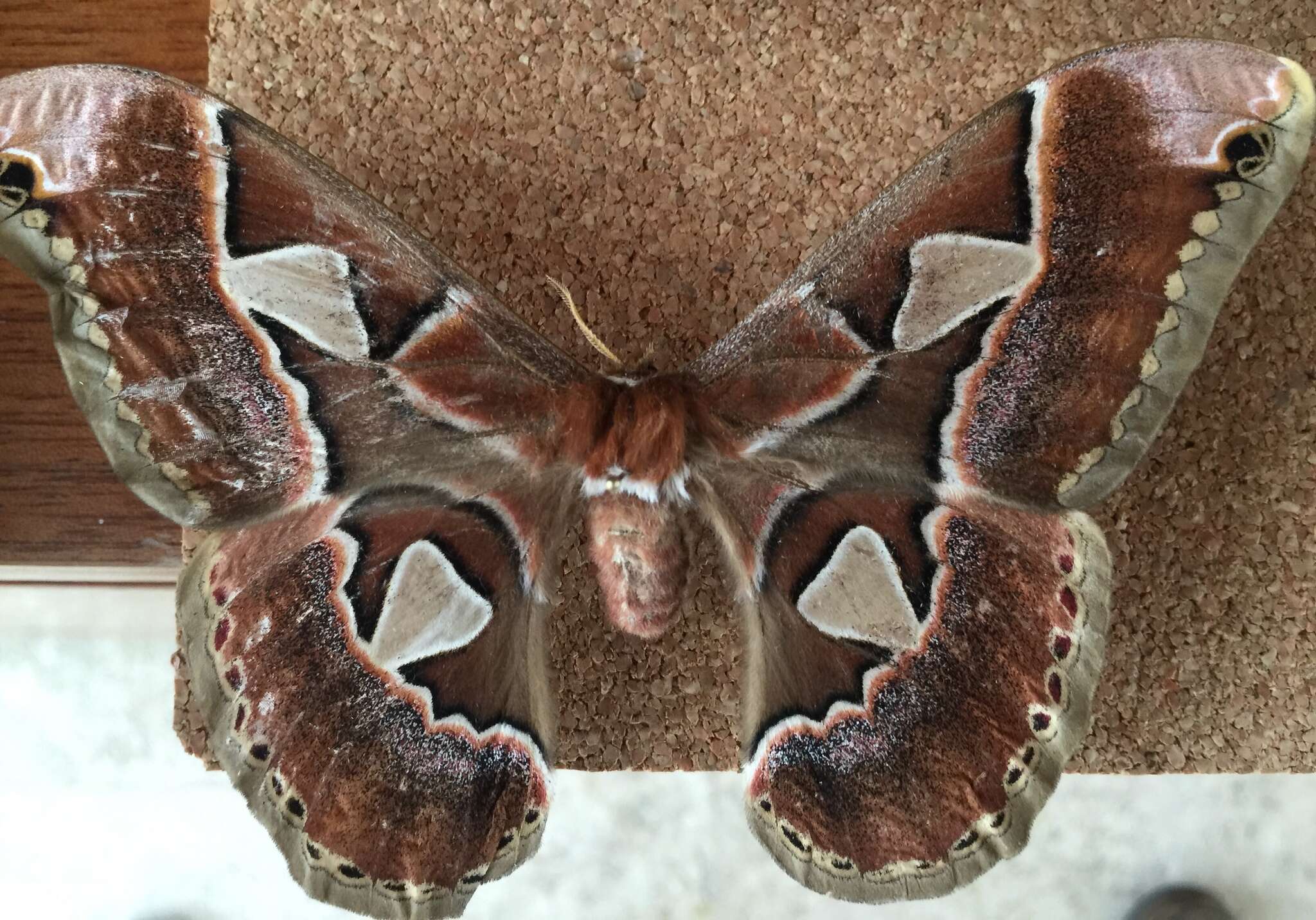 Image of Orizaba Silkmoth