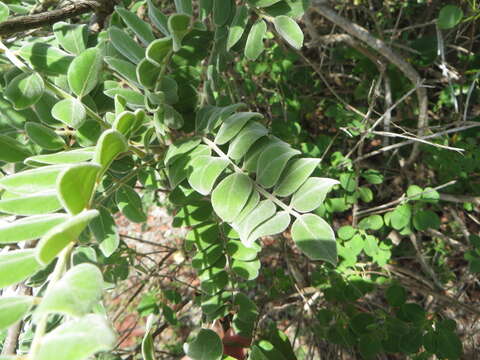 Plancia ëd Sophora tomentosa subsp. occidentalis (L.) Brummitt