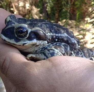 Image of Atacama Toad