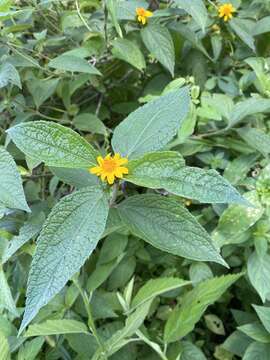 Image of Lasianthaea fruticosa var. michoacana (Blake) K. M. Becker