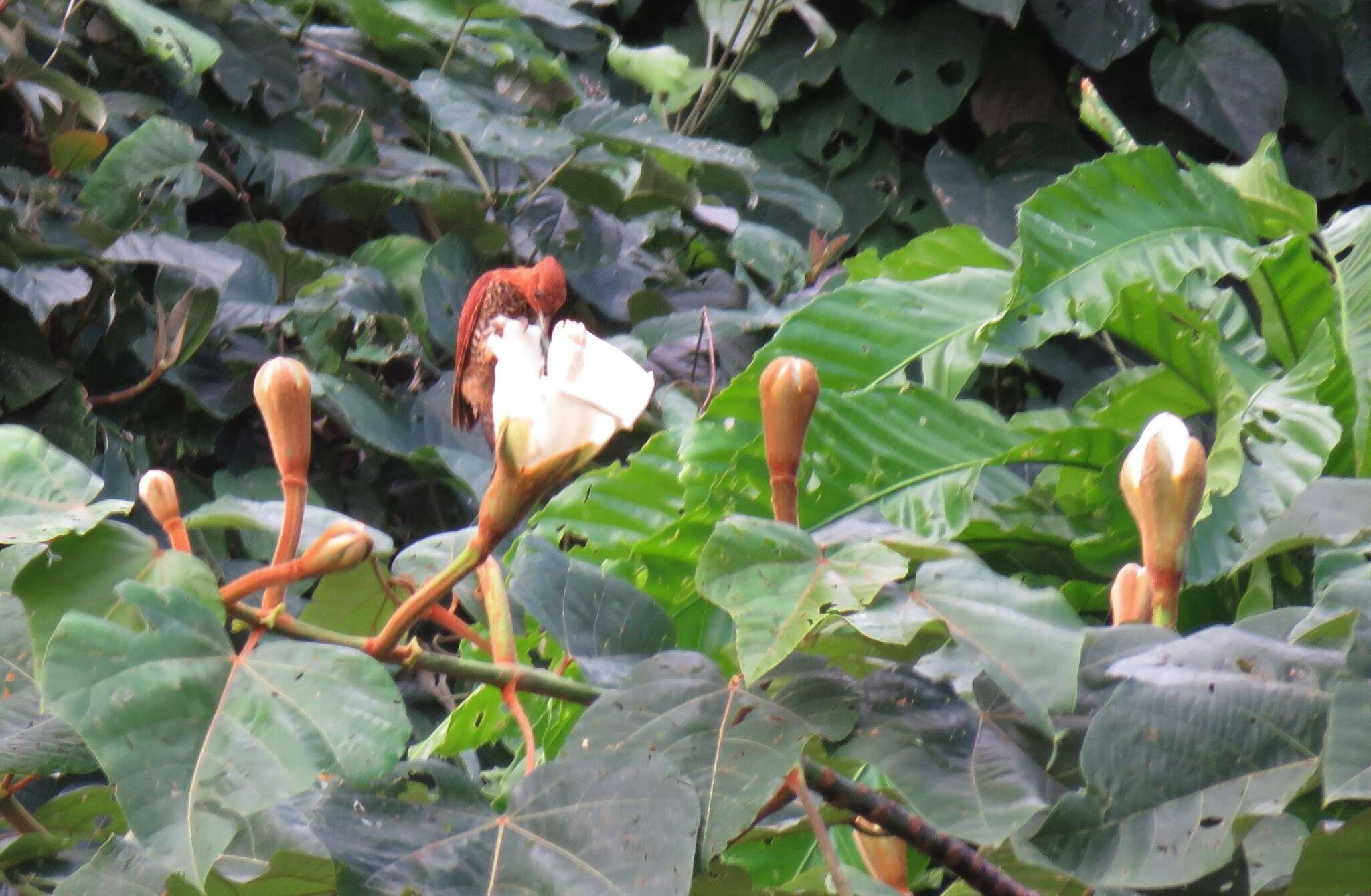 Image of Cinnamon Woodpecker