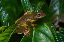 Image of Double-spotted Red-webbed Tree Frog