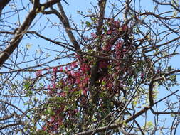 Image of Tapinanthus rubromarginatus (Eng I.) Danser