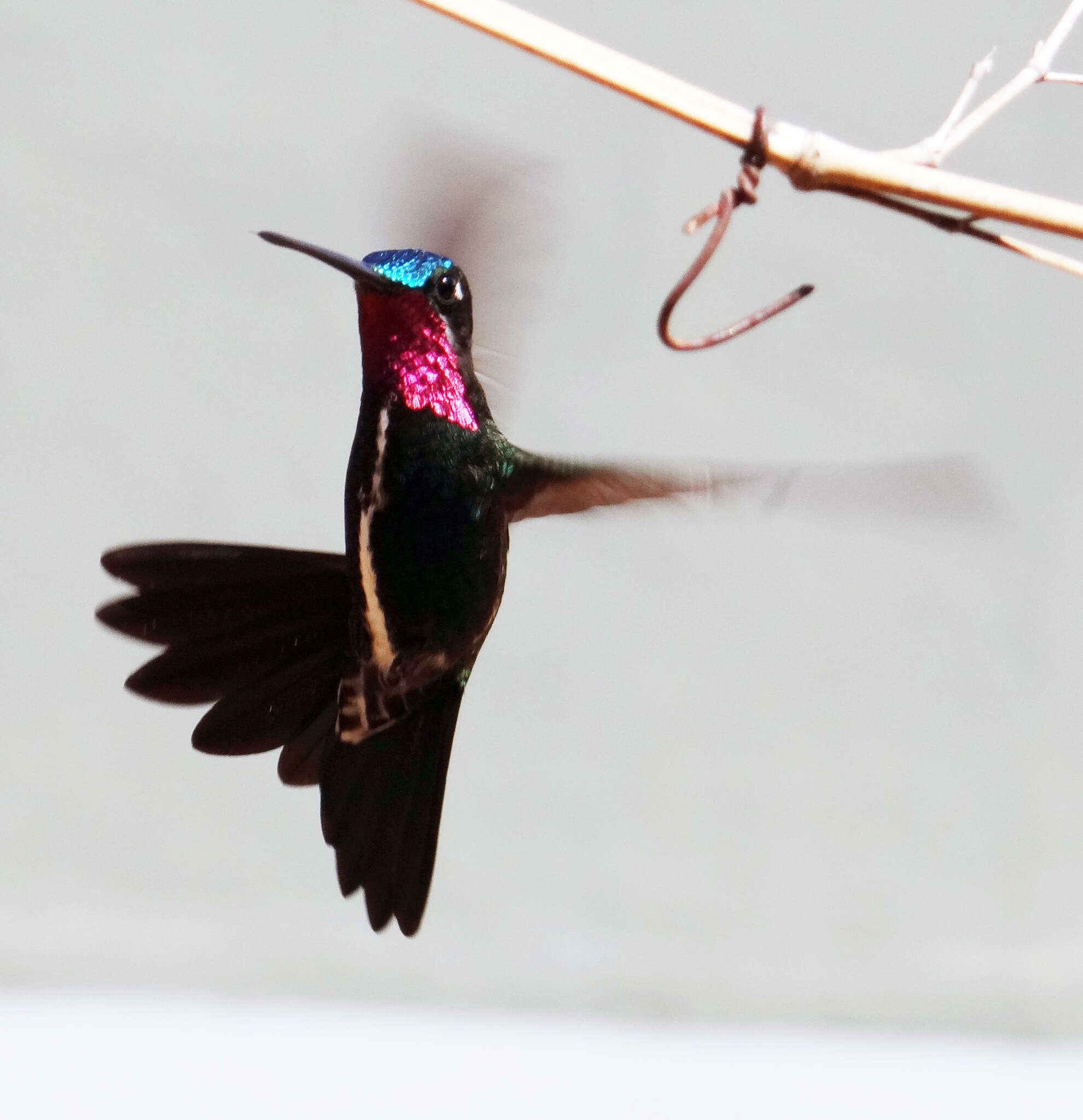 Image of Stripe-breasted Starthroat