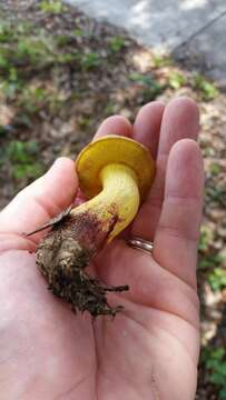 Sivun Boletus luridellus (Murrill) Murrill 1938 kuva