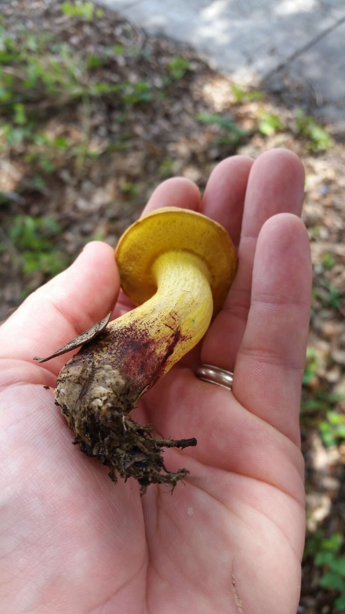 Imagem de Boletus luridellus (Murrill) Murrill 1938