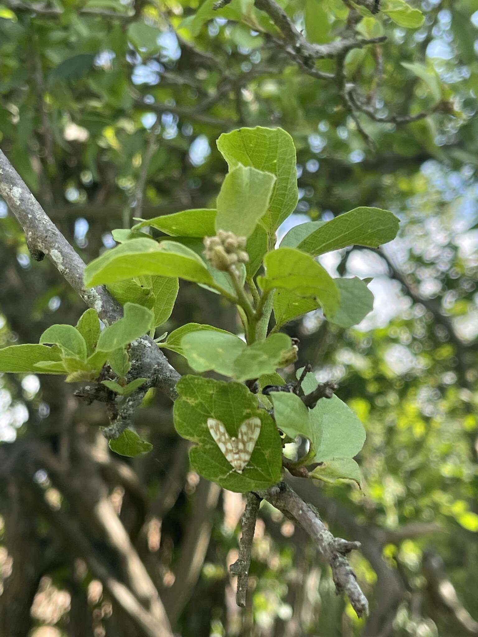 Image of Cordia quercifolia Klotzsch