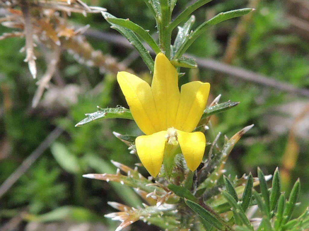 Image of Monopsis variifolia (Sims) Urb.