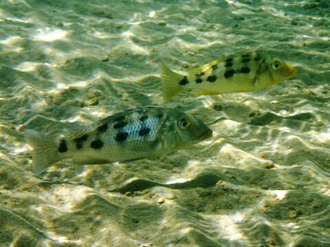 Image of Fossorochromis