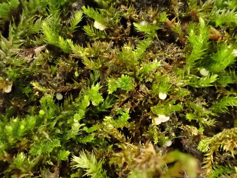 Image of platygyrium moss