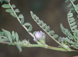 Imagem de Astragalus sesameus L.