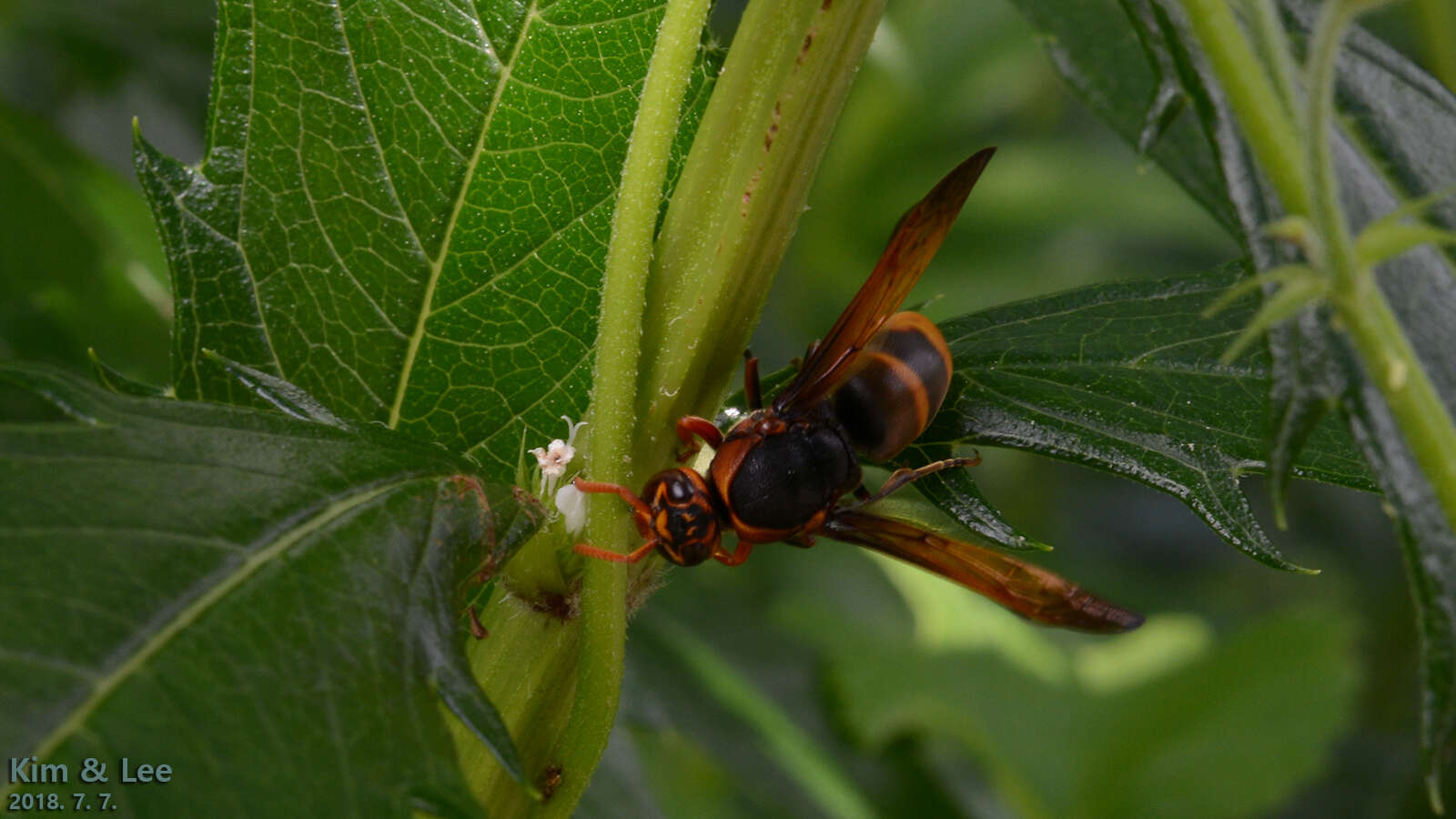 Image de Rhynchium quinquecinctum (Fabricius 1787)