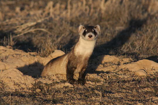 Image of Black-footed Ferret