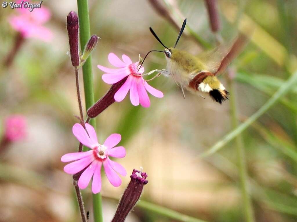 Silene damascena Boiss. & Gaill. resmi