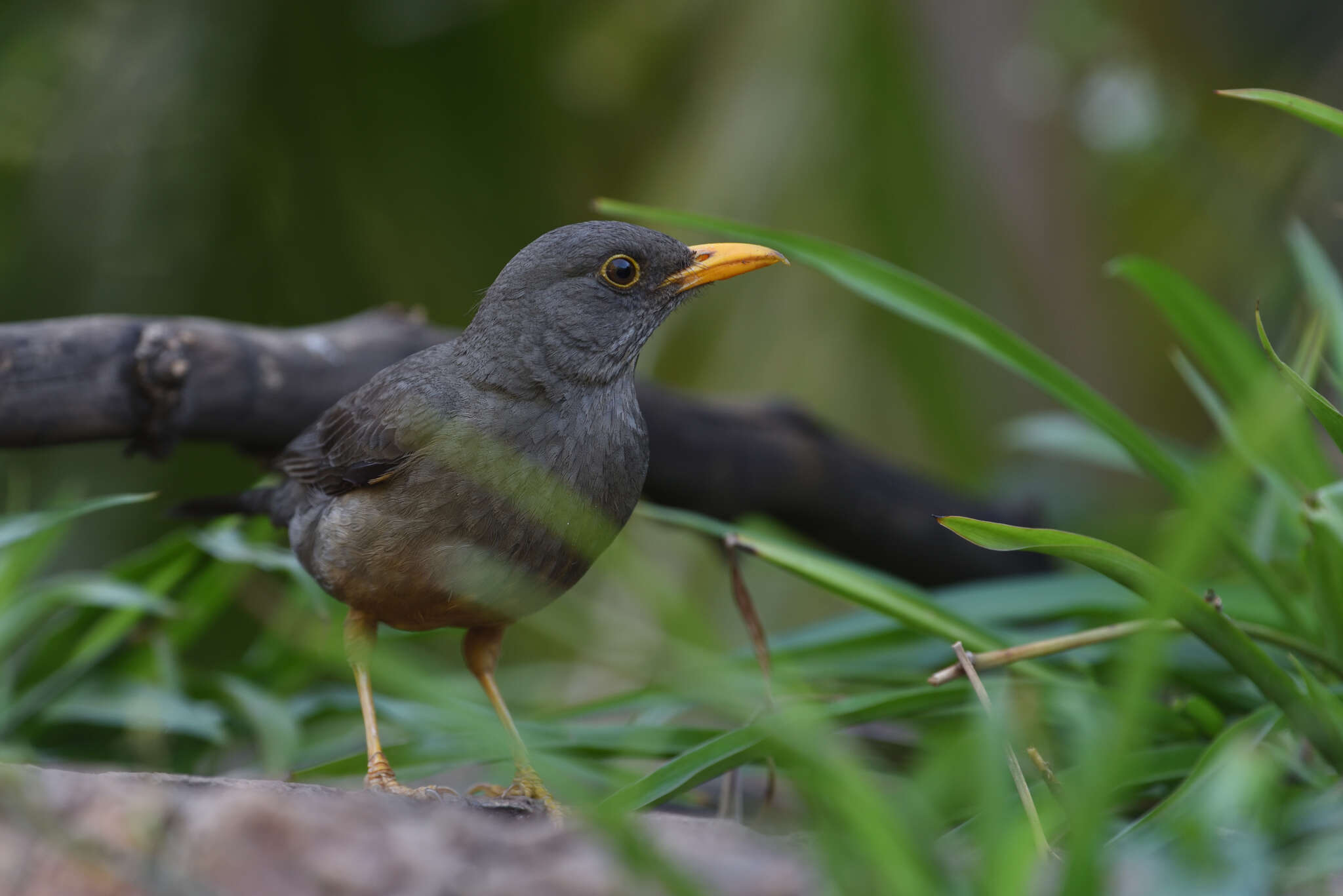 Image of Karoo Thrush