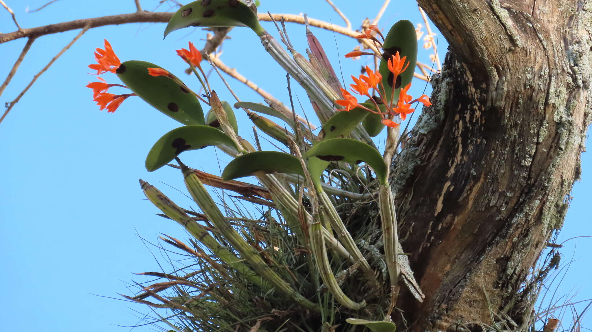 Image of Guarianthe aurantiaca (Bateman ex Lindl.) Dressler & W. E. Higgins