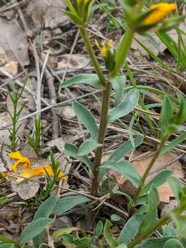 Imagem de Linum campanulatum L.