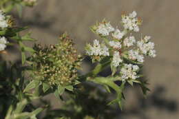 Image de Echinophora spinosa L.