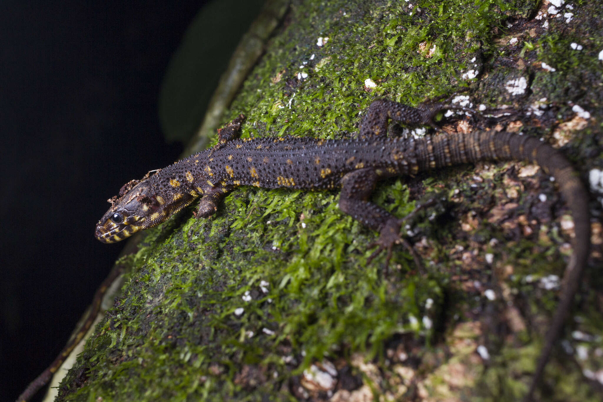 Image of Costa Rican Tropical Night Lizard