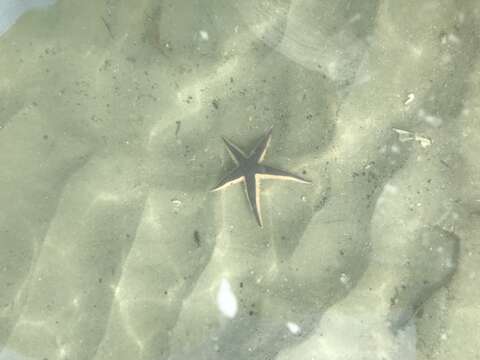 Image of Astropecten articulatus (Say 1825)