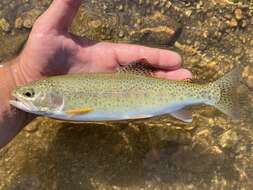 Image of Oncorhynchus mykiss gairdnerii (Richardson 1836)