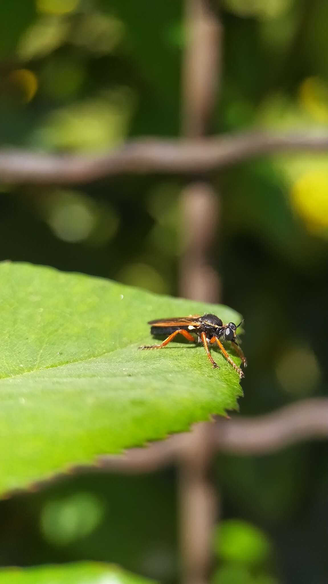 Image de Saropogon nigronasutum Bigot 1878