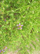 Image de Fagonia scabra Forsk.