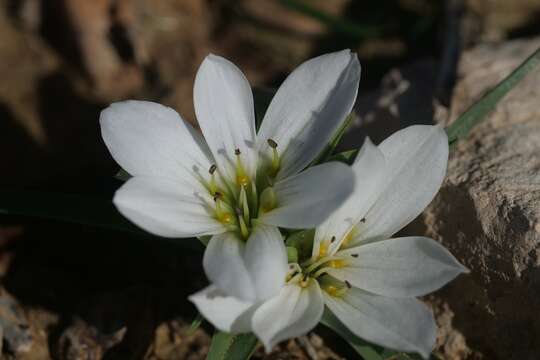 Image of Androcymbium gramineum (Cav.) J. F. Macbr.