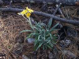 صورة Packera loratifolia (Greenm.) W. A. Weber & Á. Löve