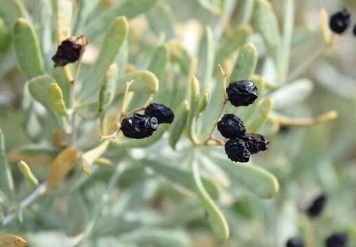 Image of Nitraria schoberi L.