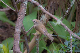 Image of Yellow-bellied Bush Warbler