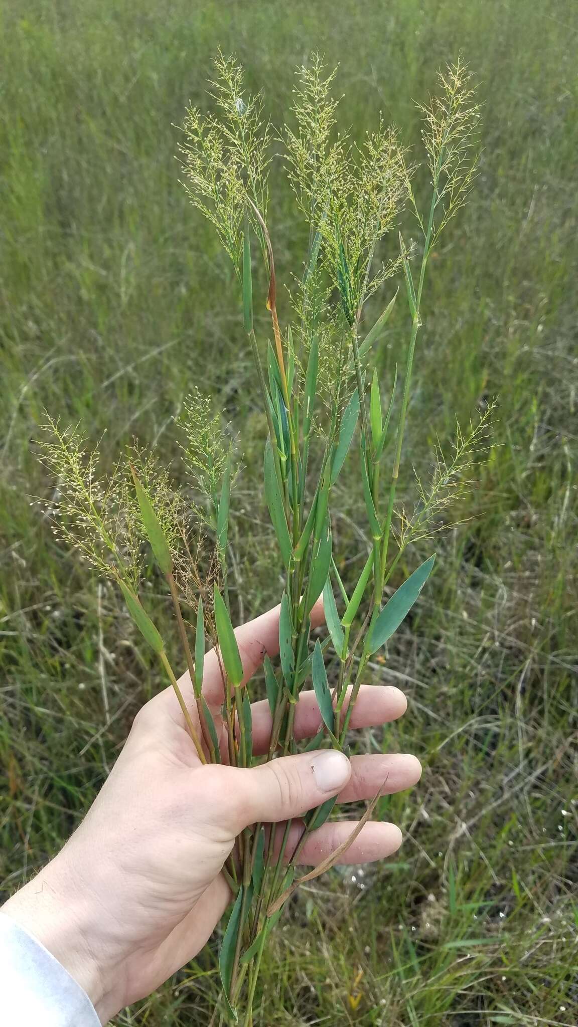 Image of Erect-Leaf Rosette Grass