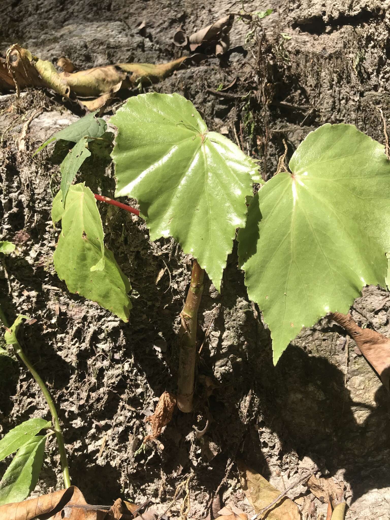 Слика од Begonia dichotoma Jacq.