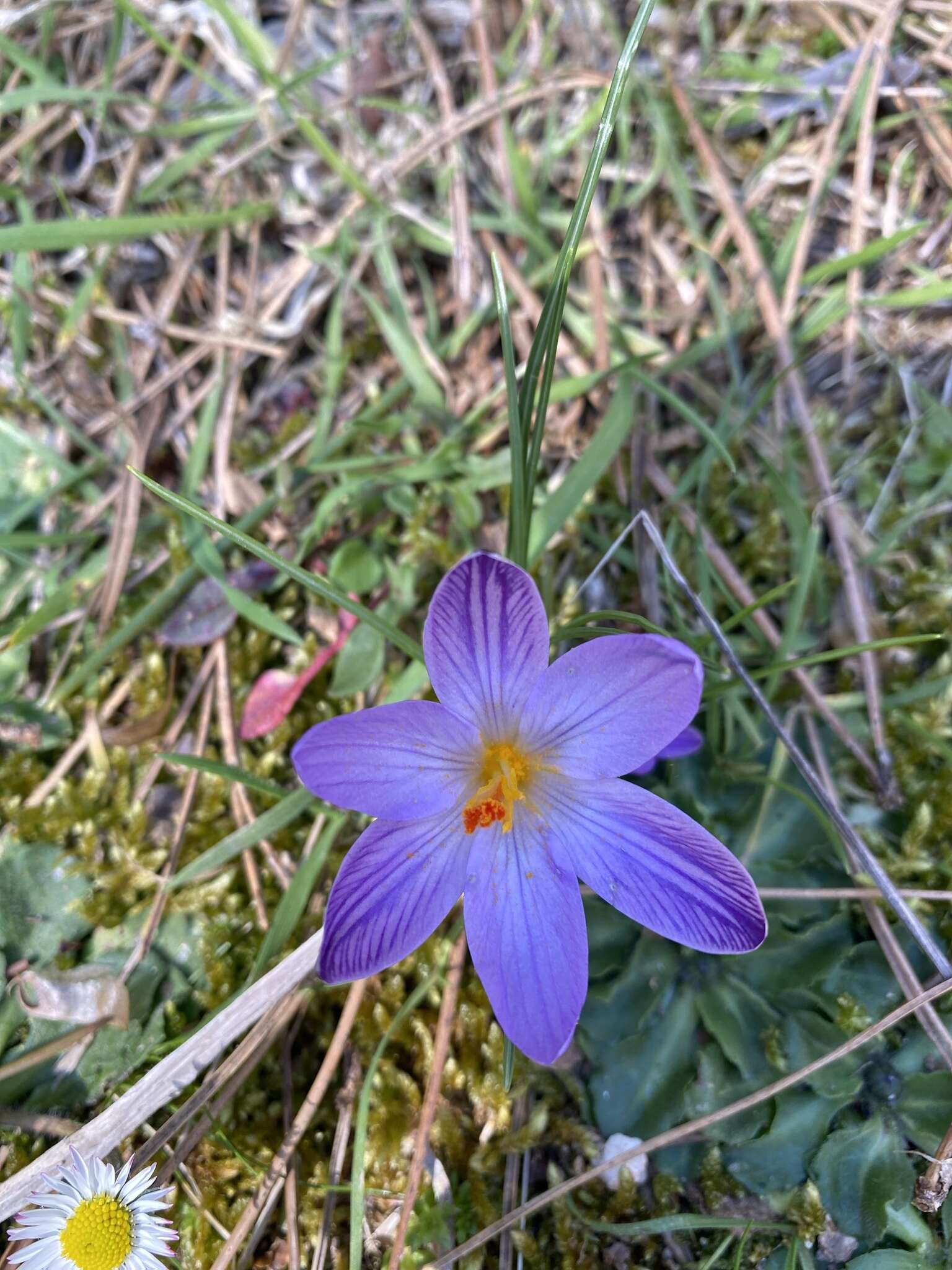 Image of Corsican crocus