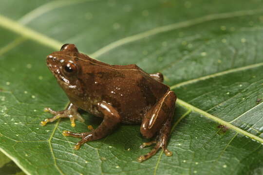 Imagem de Raorchestes echinatus Vijayakumar, Dinesh, Prabhu & Shanker 2014