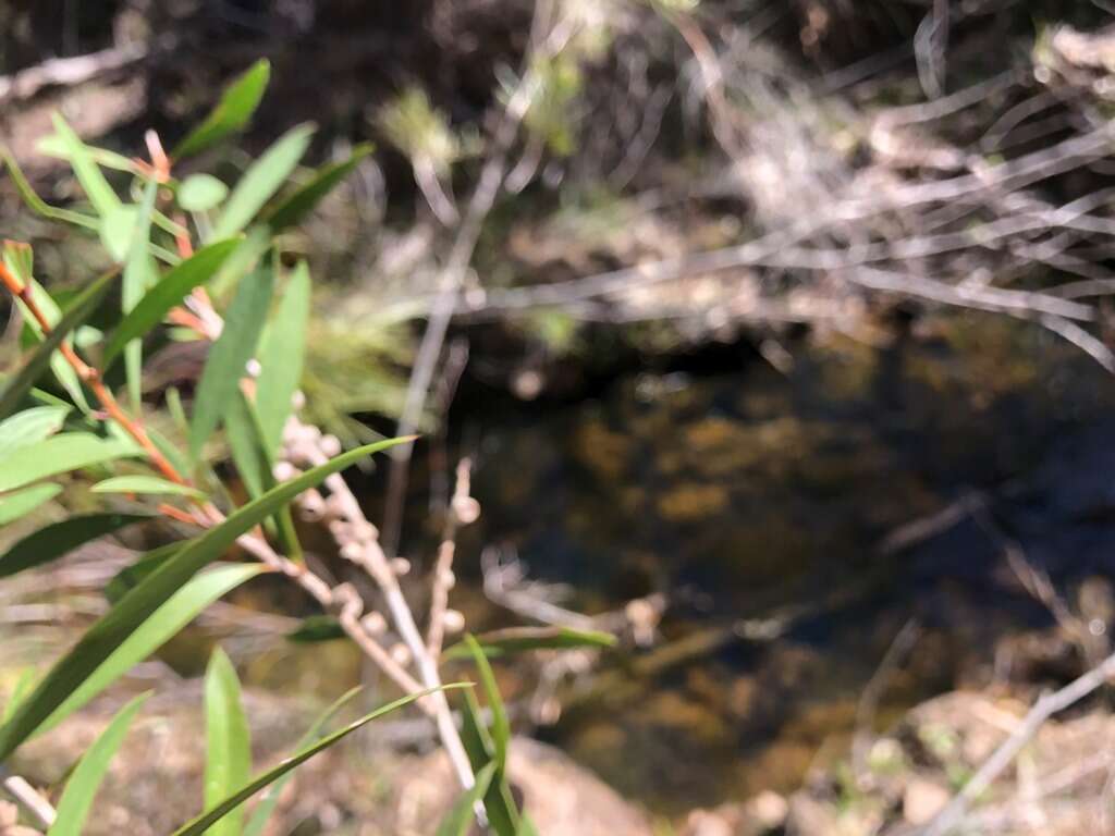 صورة Callistemon flavovirens (Cheel) Cheel