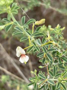 Image of Indigofera circinnata Harv.