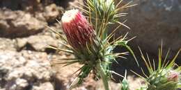 Image of <i>Cirsium <i>arizonicum</i></i> var. arizonicum