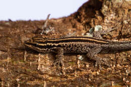 Image of Lygodactylus tsavoensis Malonza, Bauer, Granthon, Williams & Wojnowski 2019