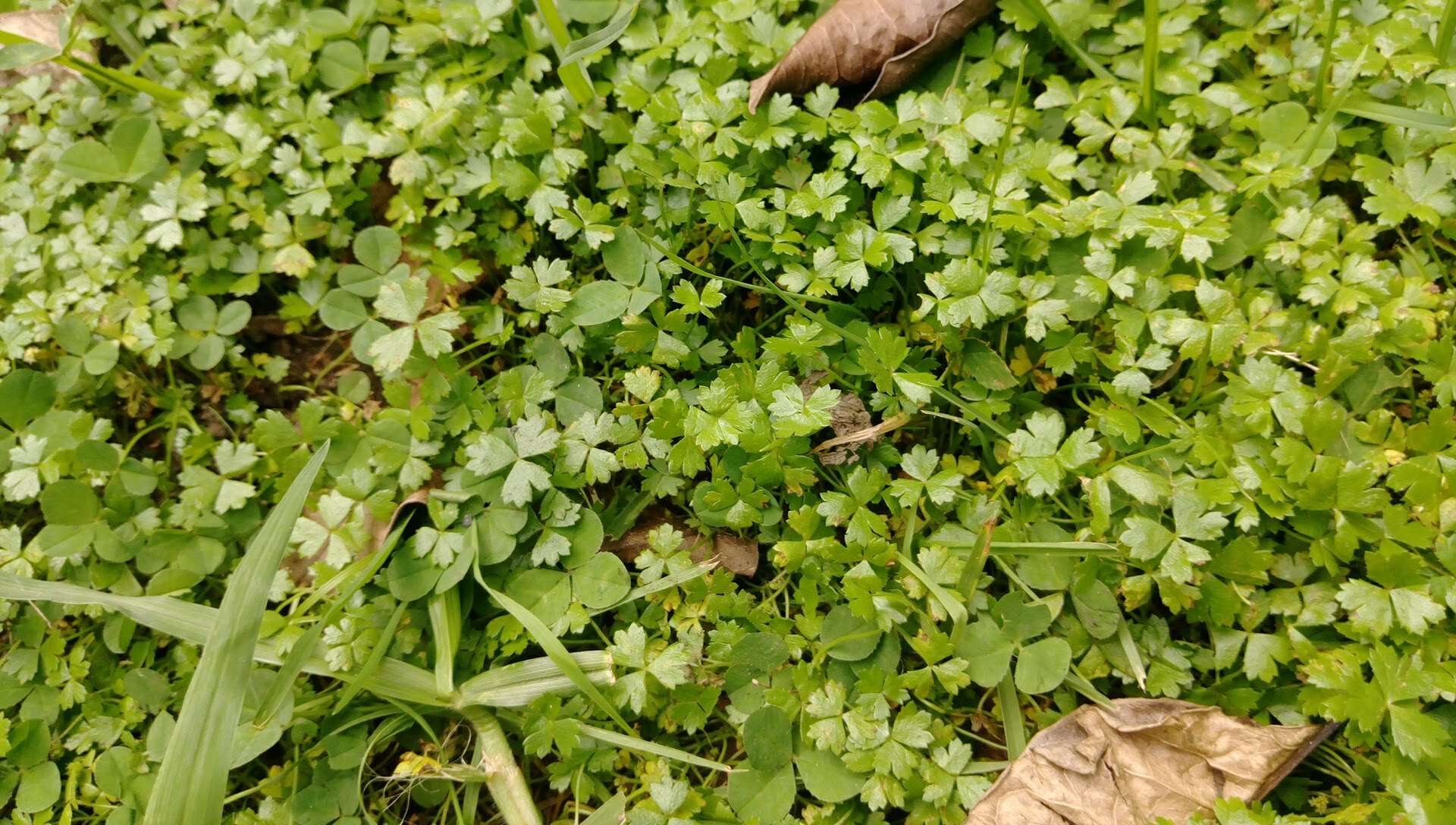 Image of Australian hydrocotyle