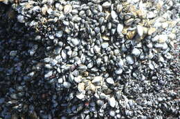 Image of Northern blue mussel