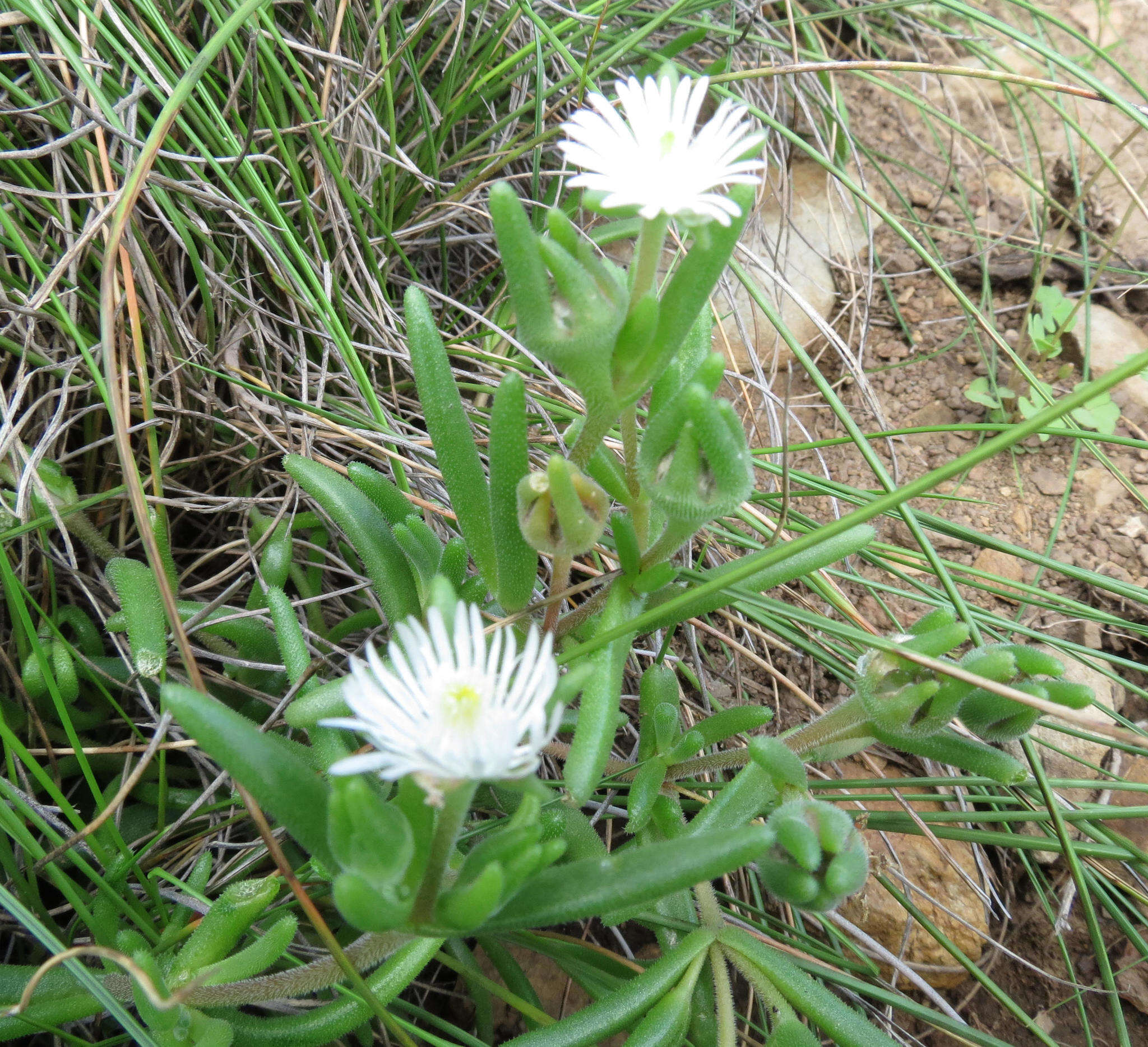 Image of Delosperma brevisepalum L. Bol.